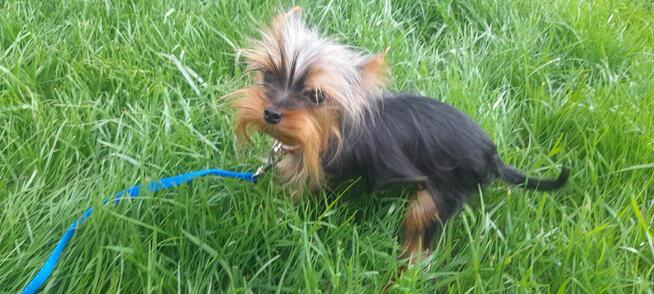 York mikro samiec na sprzedaż