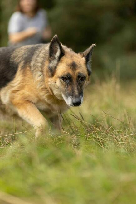 Proludzka, porzucona LULU szuka domu !! Do adopcji !!