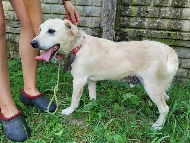 Pogodny, porzucony BORYSEK szuka domu !!