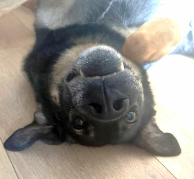 Ami - wspaniały, miejski, domowy pies szuka domu!