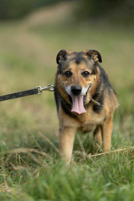 Poczciwy, przygnębiony BRUTUSEK pilnie szuka domu !! !!