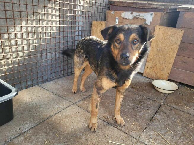 Łagodny, miziasty ZIUTEK szuka kochającego domu !!