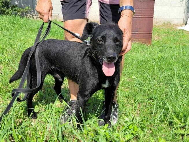 Delikatny, smutny GRZEŚ szuka domu !! Do adopcji !!