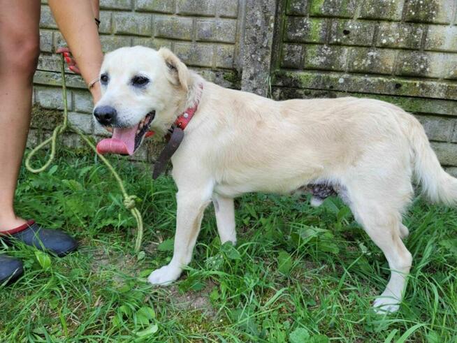 Pogodny, energiczny BORYSEK szuka domu !!