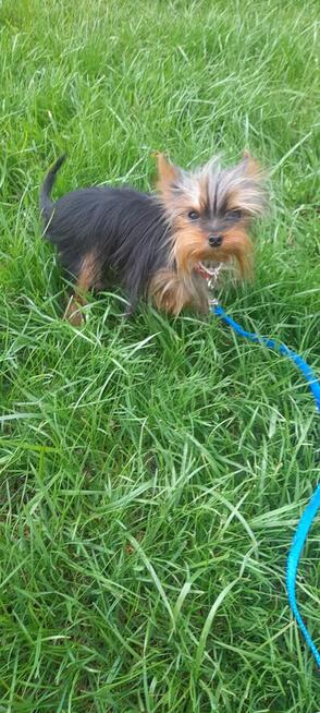 York mikro samiec na sprzedaż