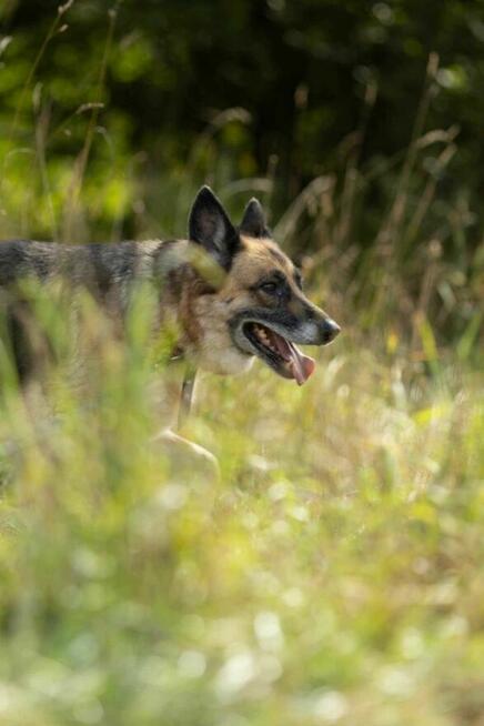 Proludzka, porzucona LULU szuka domu !! Do adopcji !!