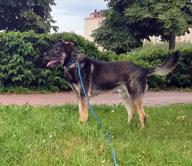 Ami - wspaniały, miejski, domowy pies szuka domu!