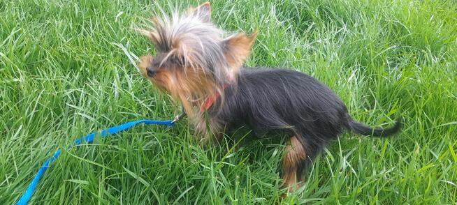 York mikro samiec na sprzedaż