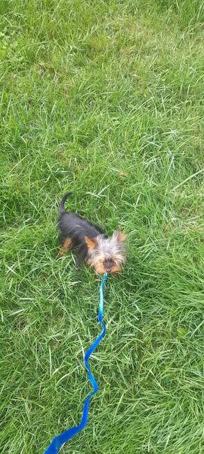 York mikro samiec na sprzedaż