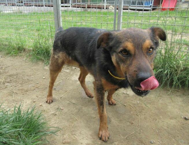 Proludzki, łagodny ZIUTEK szuka domu !! Do adopcji !!