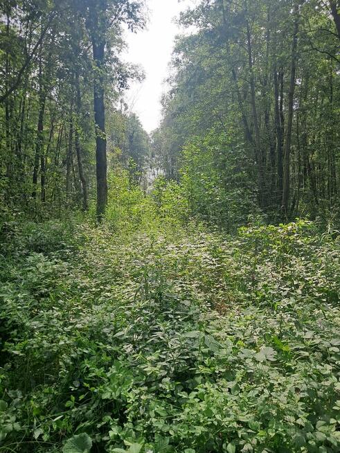 działke rolna sprzedam