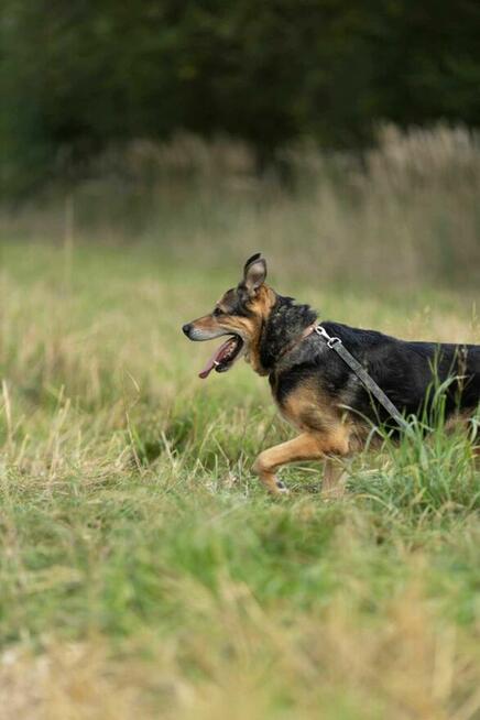 Poczciwy, przygnębiony BRUTUSEK pilnie szuka domu !! !!