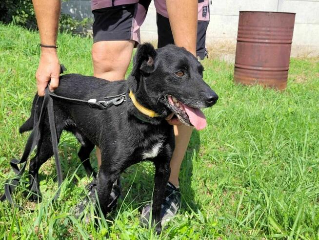 Delikatny, samotny GRZEŚ szuka domu !! Do adopcji !!