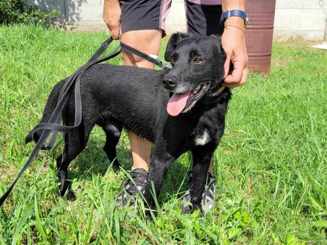 Delikatny, smutny GRZEŚ szuka domu !! Do adopcji !!