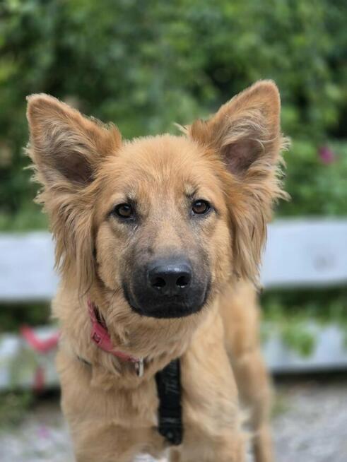 Bella - przepiękna złotowłosa panna szuka domu!