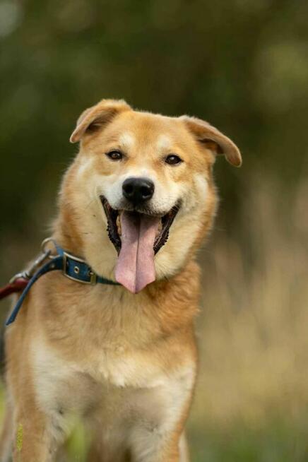 Cudny, pozytywny TAYLOR w typie owczarka szuka domu !!