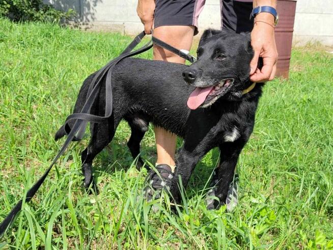 Delikatny, smutny GRZEŚ szuka domu !! Do adopcji !!