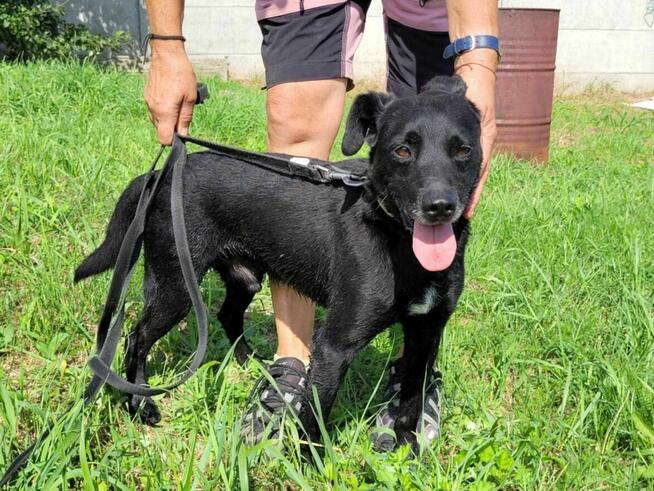 Delikatny, samotny GRZEŚ szuka domu !! Do adopcji !!