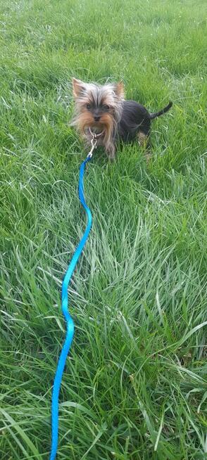 York mikro samiec na sprzedaż