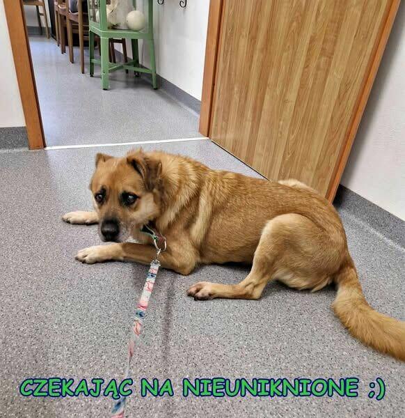 Kochany bezdomny MISIO czeka na Ciebie pokochaj go