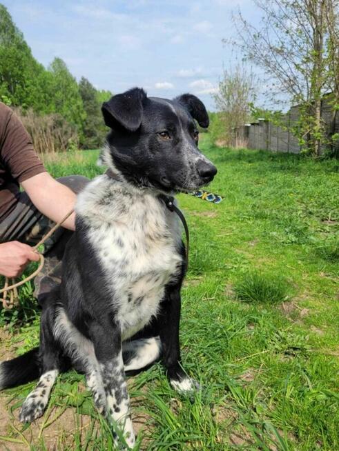 Śliczny, młody FELIKS szuka kochającego domu !! Do adopcji !!