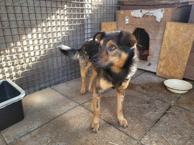 Proludzki, łagodny ZIUTEK szuka domu !! Do adopcji !!