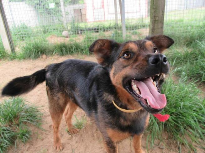 Proludzki, łagodny ZIUTEK szuka domu !! Do adopcji !!