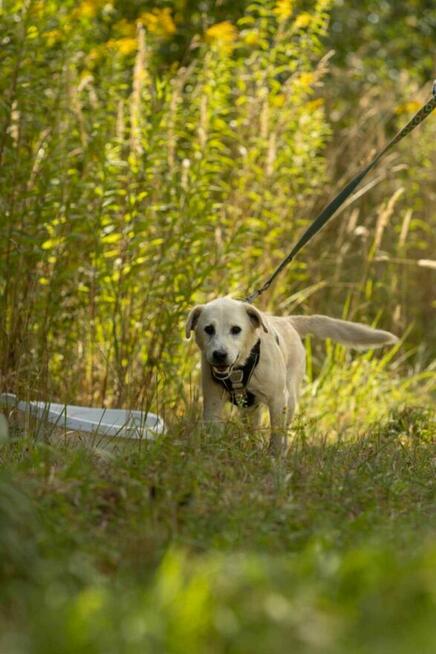 Pogodny, porzucony BORYSEK szuka domu !!