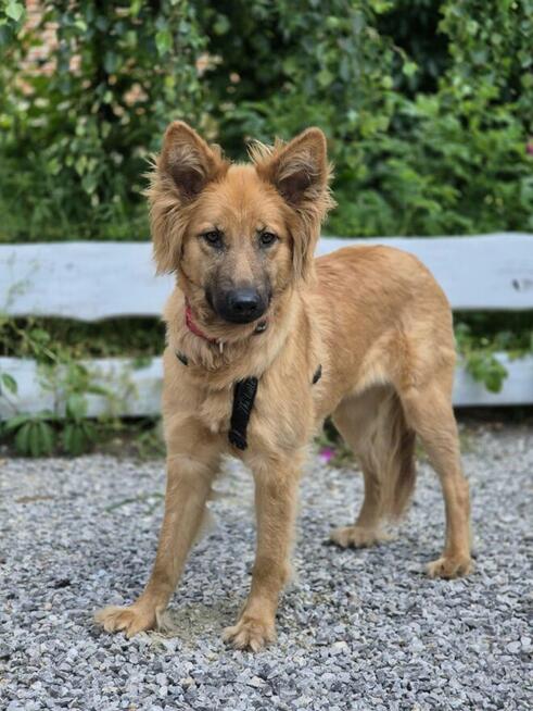 Bella - przepiękna złotowłosa panna szuka domu!