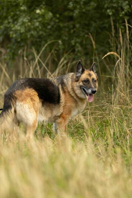 Proludzka, porzucona LULU szuka domu !! Do adopcji !!