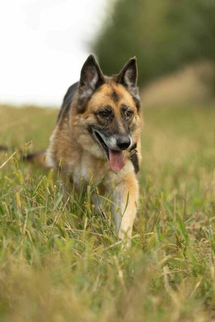 Proludzka, porzucona LULU szuka domu !! Do adopcji !!