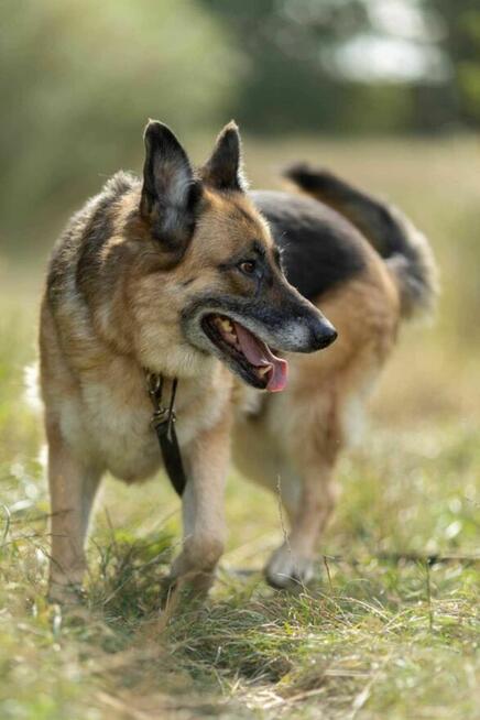 Proludzka, porzucona LULU szuka domu !! Do adopcji !!