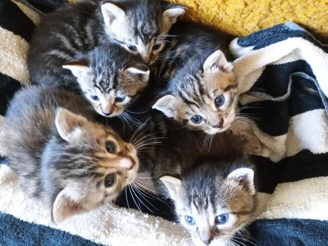 Kotki oddam za darmo