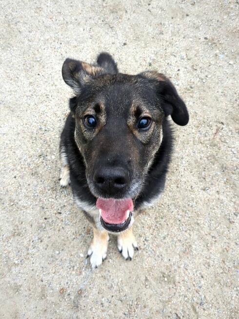 Ami - wspaniały, miejski, domowy pies szuka domu!