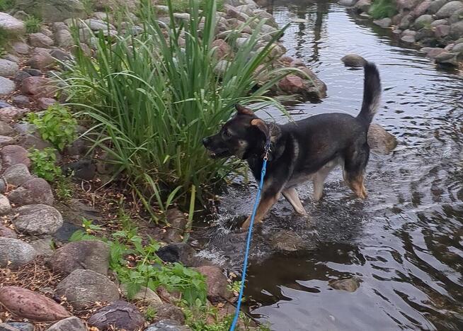 Ami - wspaniały, miejski, domowy pies szuka domu!