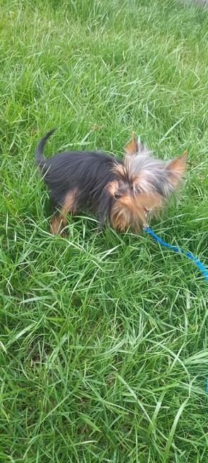 York mikro samiec na sprzedaż