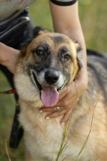 Proludzka, porzucona LULU szuka domu !! Do adopcji !!