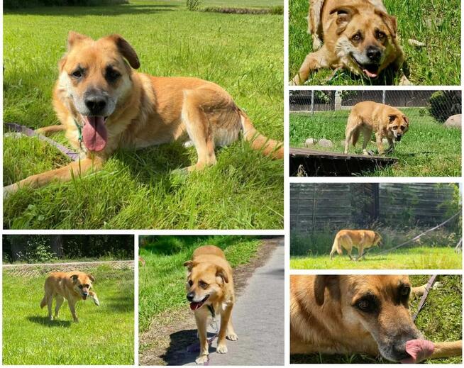 Kochany bezdomny MISIO czeka na Ciebie pokochaj go