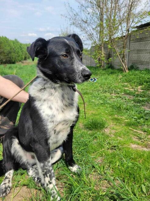 Śliczny, młody FELIKS szuka kochającego domu !! Do adopcji !!