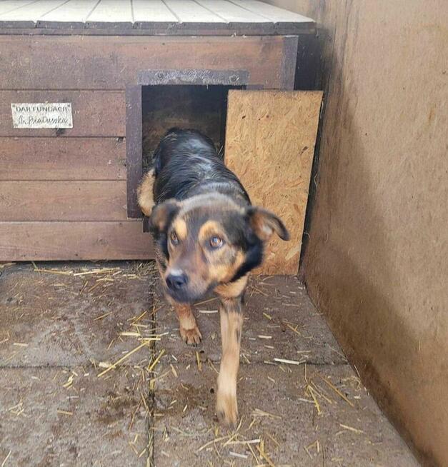 Proludzki, łagodny ZIUTEK szuka domu !! Do adopcji !!