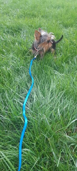 York mikro samiec na sprzedaż