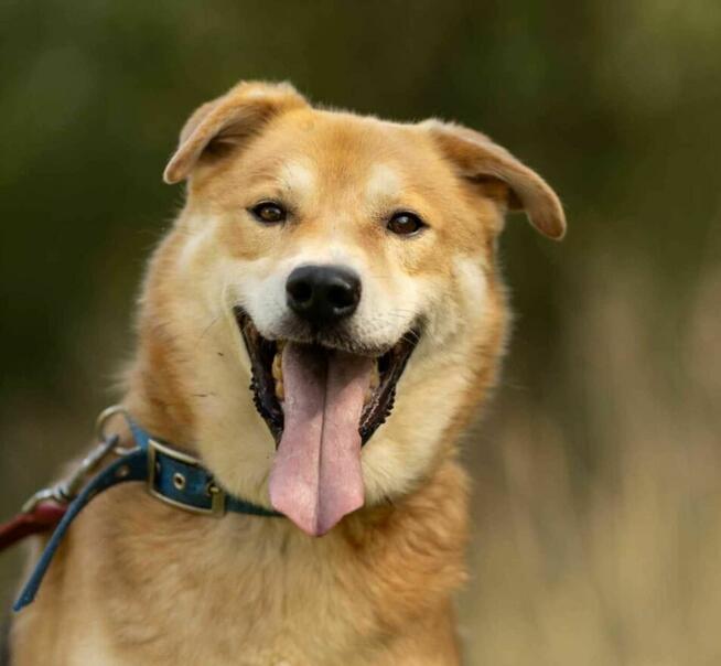 Cudny, pozytywny TAYLOR w typie owczarka szuka domu !!