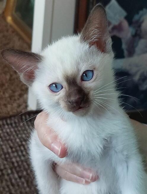 Koty rasy tonkijskiej