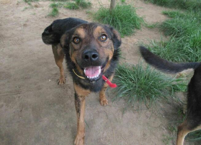 Proludzki, łagodny ZIUTEK szuka domu !! Do adopcji !!