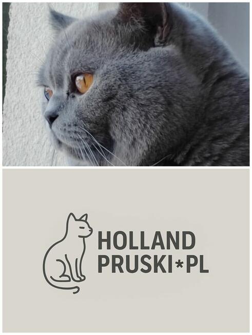 Kocurek brytyjski