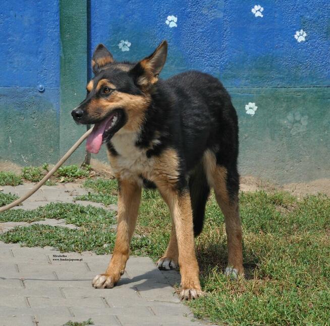 Mirabelka