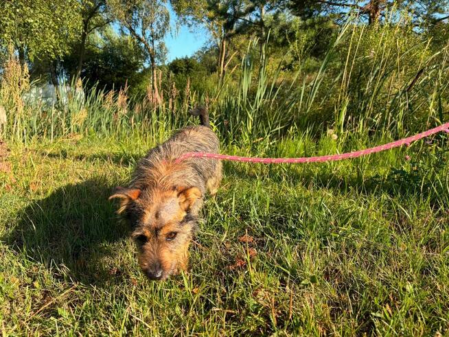 Jeżyk malutki młodziutki w typ.Terriera do adopcji Bełchatów