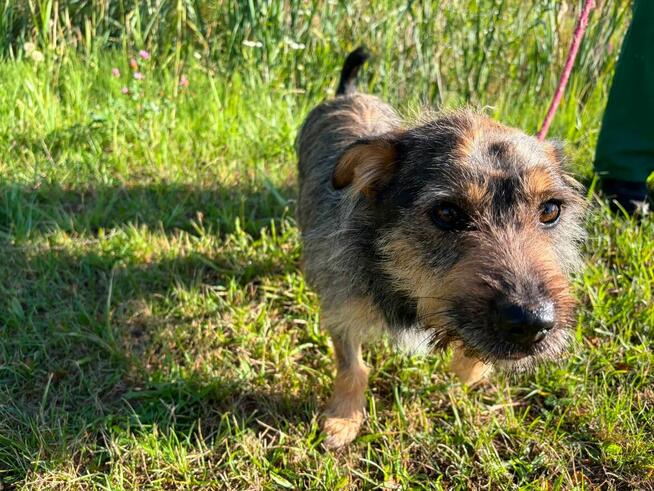 Jeżyk malutki młodziutki w typ.Terriera do adopcji Bełchatów