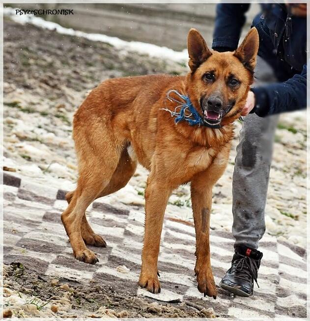 Loki – aktywny psiak w typie ON /szuka domu bez innych psów