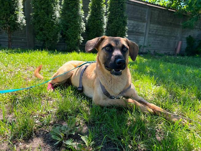 Emma wyjątkowa ok.roczna sunia w typ. na dom Bełchatów